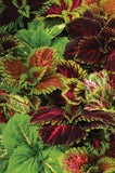 Fleurs Coleus kong empire