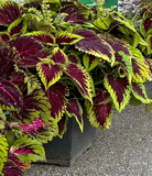 Fleurs Coleus kong empire