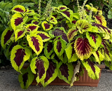 Fleurs Coleus kong empire