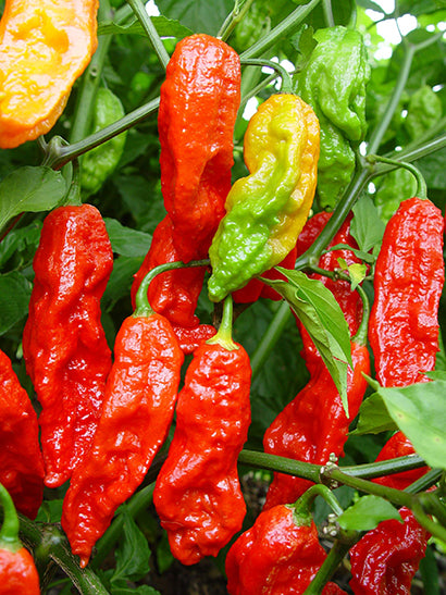 Piment Ghost Bhut Jolokia – Jardin chez Julie et Lova
